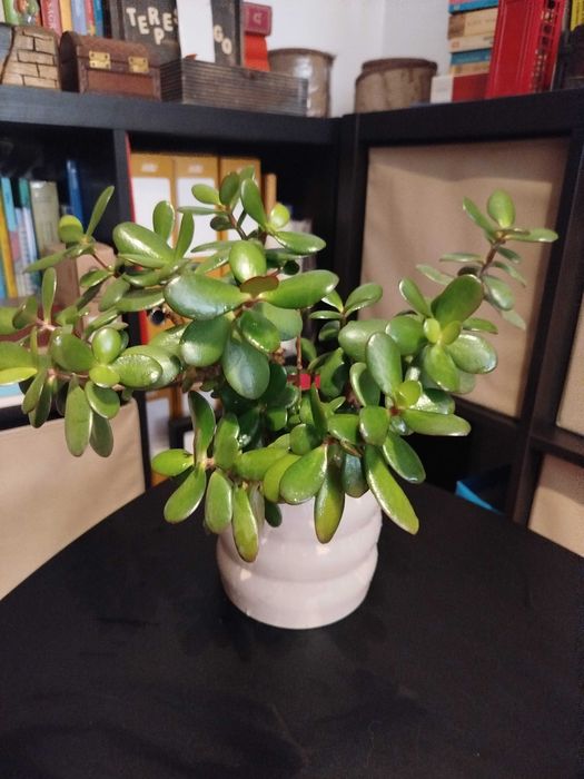Suculenta: Flor de jade, famosa por atrair prosperidade