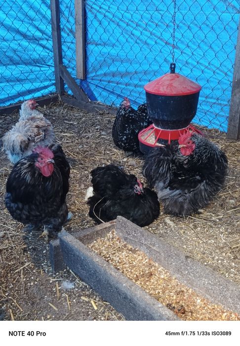 Jaja lęgowe kochina miniaturowego