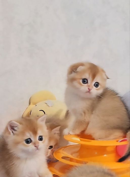 Шотландські кошенята золота шиншила