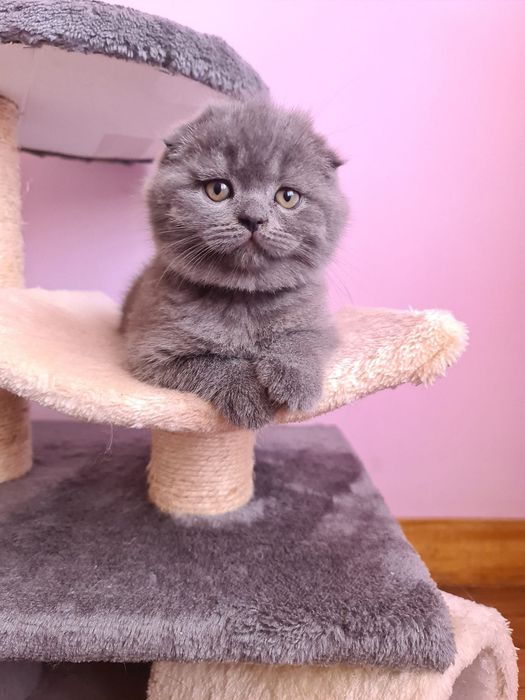 Scottish fold / straight