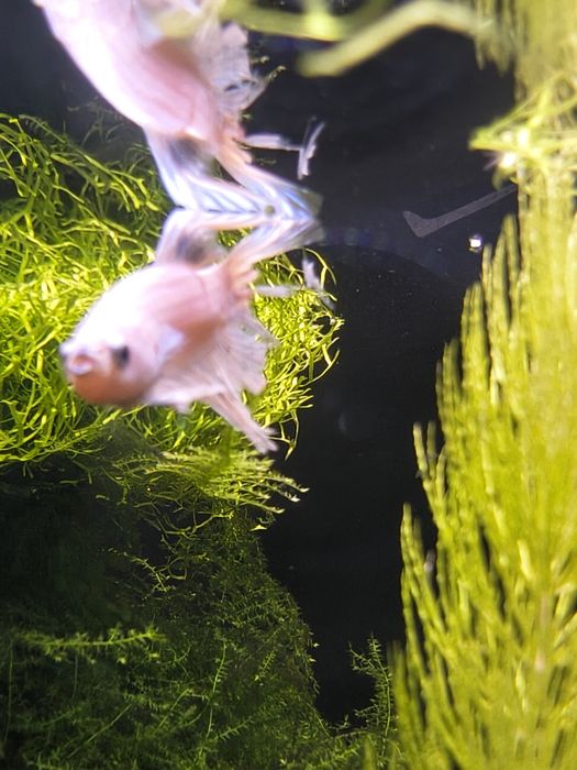 Oddam młodego Bojownika samca