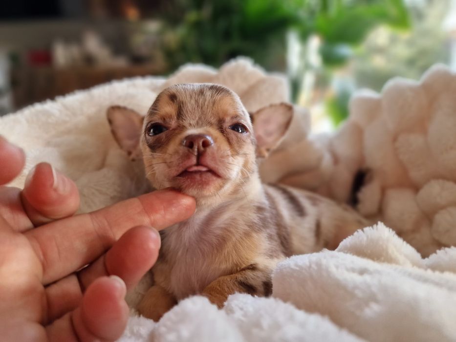 Chihuahua   malutki chlopczyk  *czekoladowy* merle