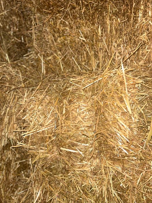Fardos de Palha (azevém alemão ) produzido em portugal