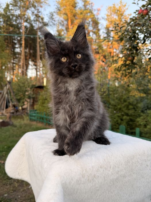 Хлопчик Maine Coon
