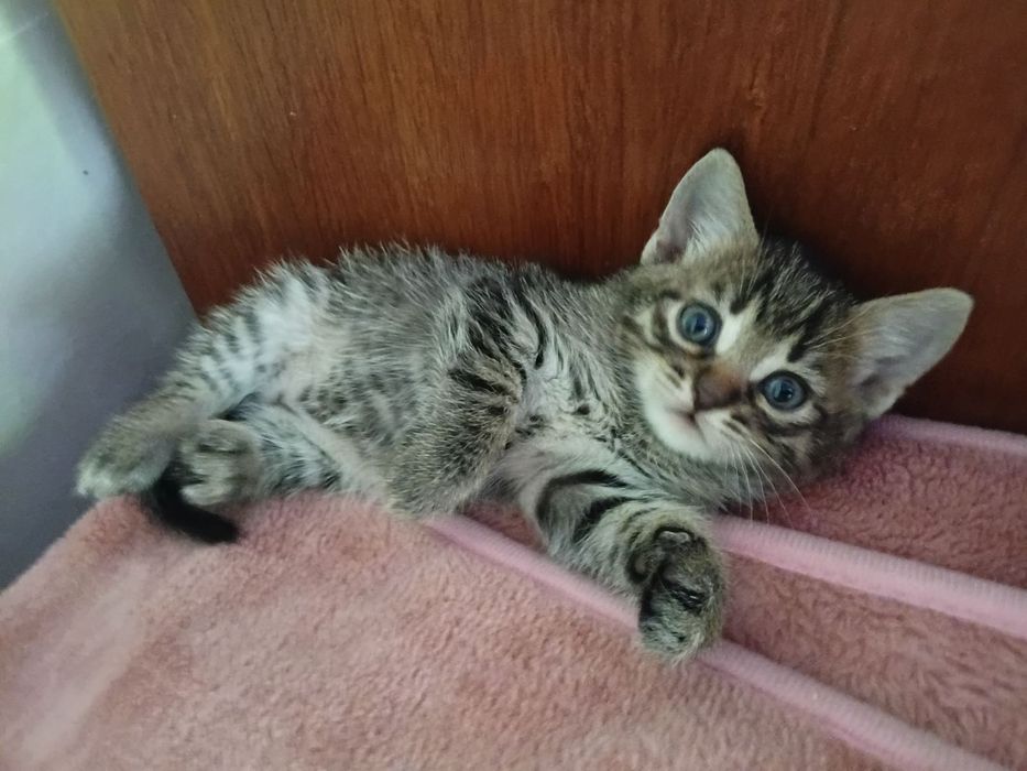 Віддам у добрі руки кошенят