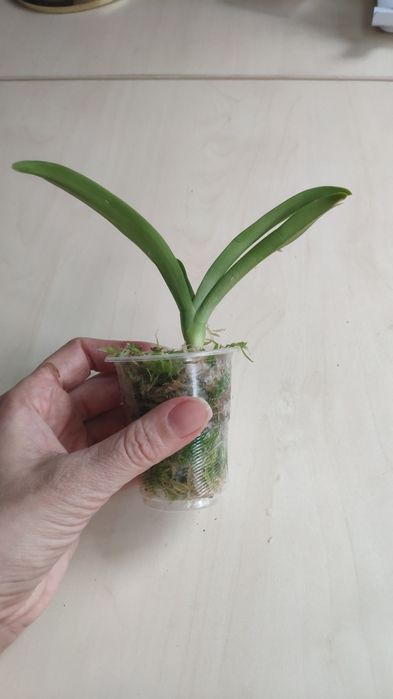 Орхидея Sarcochilus детка