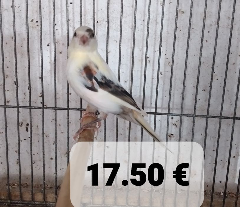 Canários muito bonitos