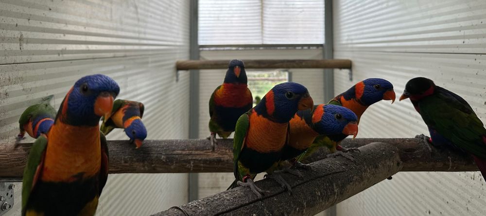 Casal loris rubritorquis 2025