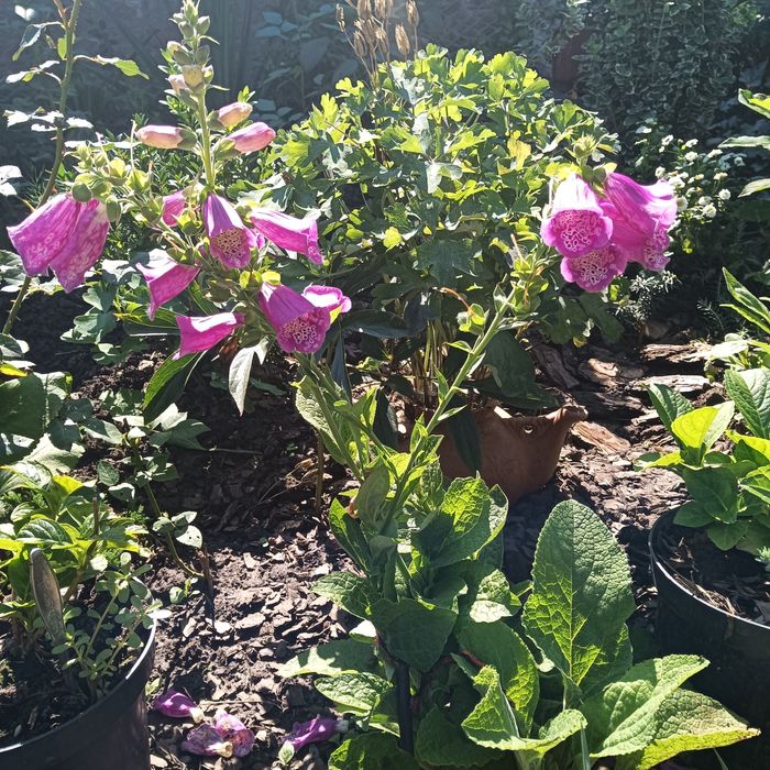 Цветы  укоренённые,семена . Продам,  перешлю. Цены уточняйте