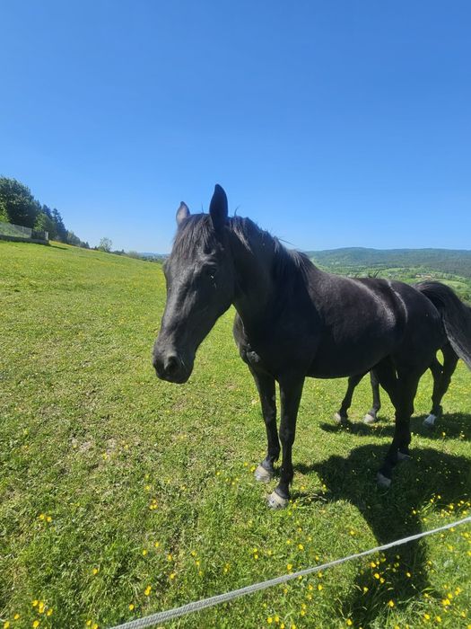 Klacz Kara 6 lat