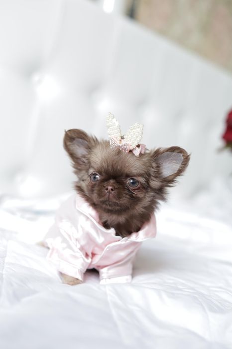 Chihuahua FCI dziewczynka