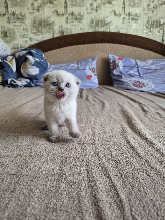 шотландские котята