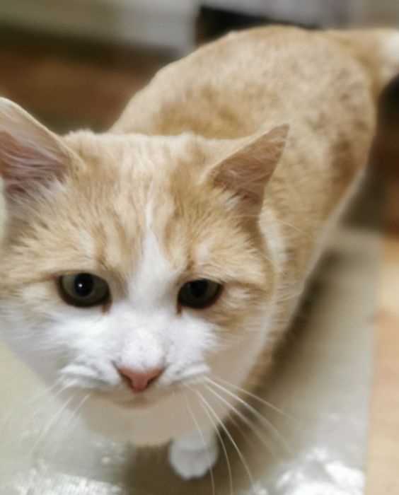 Котики   1,5 роки