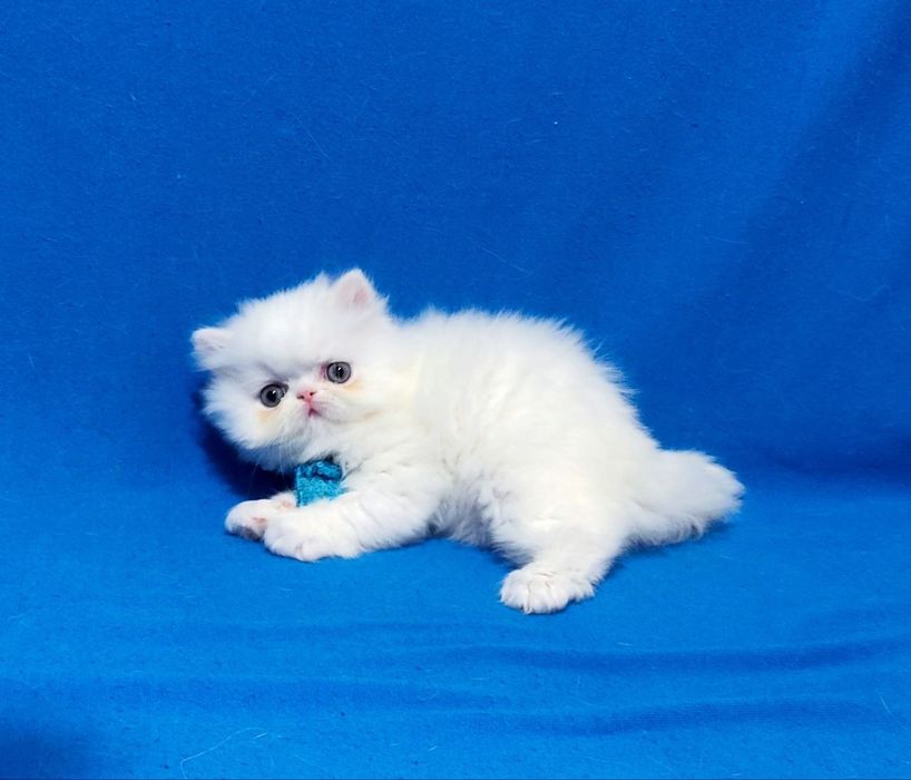 Гарний перс білого кольору.Дівчинка з документами.