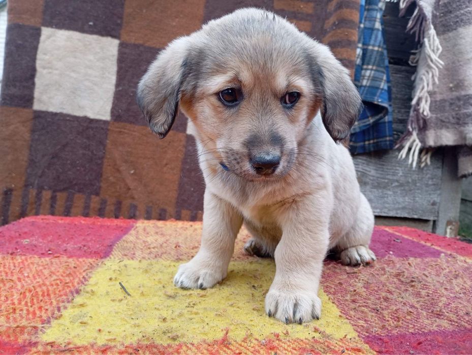 Гарненькі цуцики шукають родину