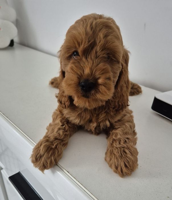 Suczka Cockapoo f1 Cocker spaniel &Pudel