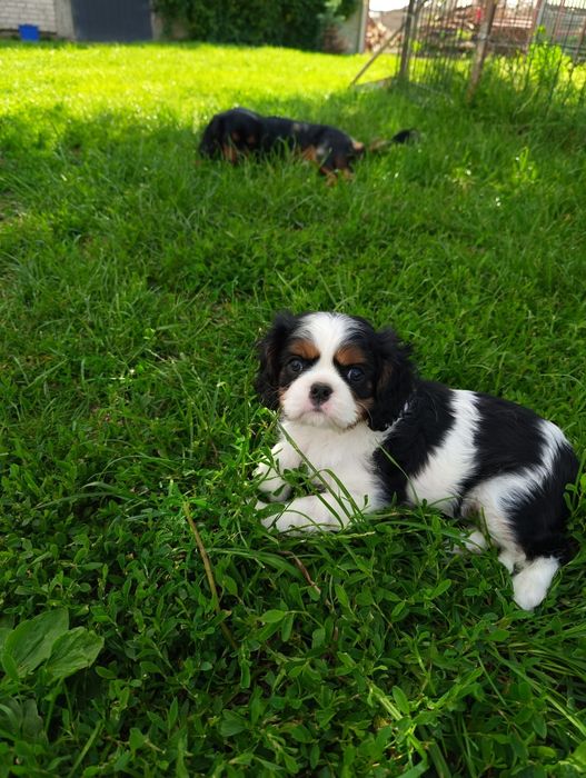 Cavalier king charles spaniel-  piesek