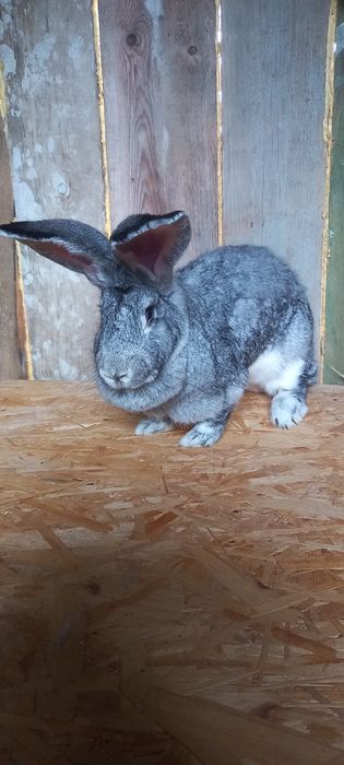 Belgijski olbrzym szynszylowy