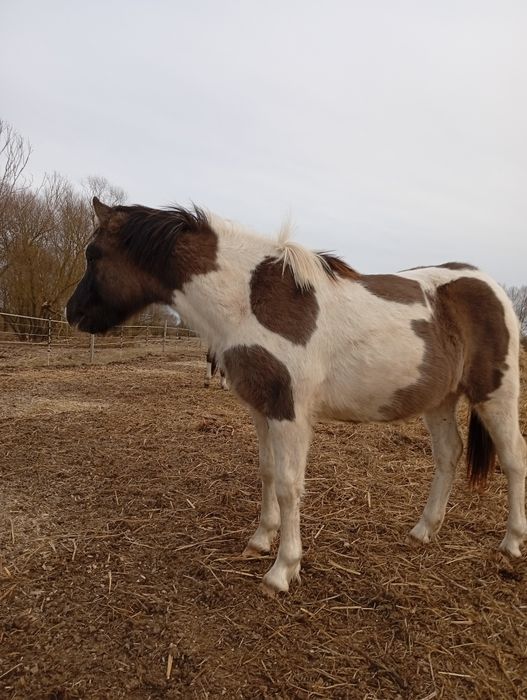 Koń huculski ogierek