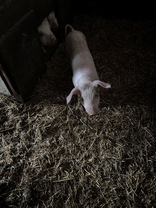 Поросята 1,5 місяці