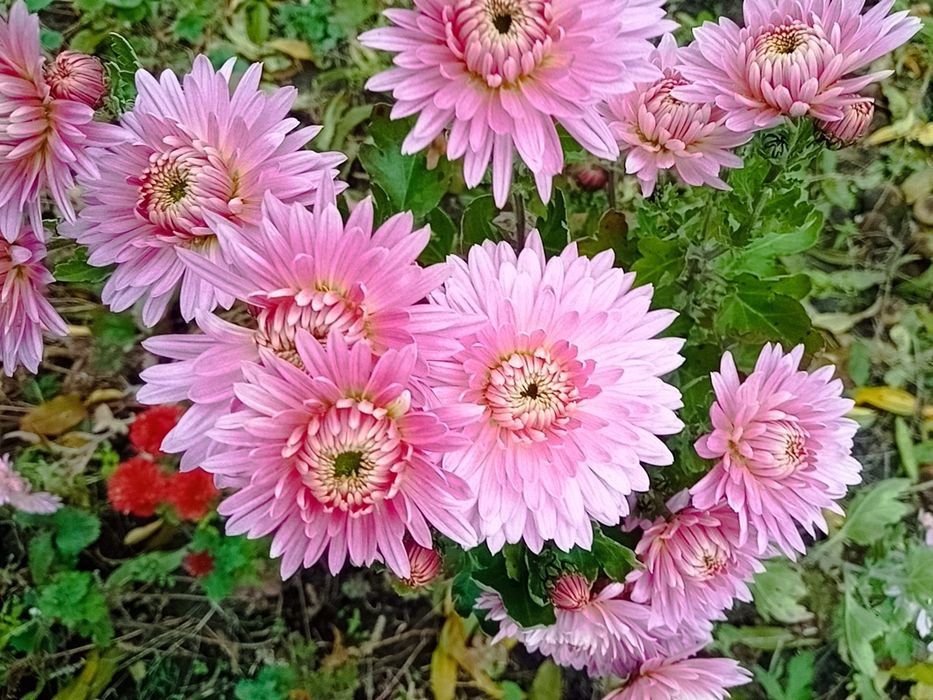 Хризантема розова