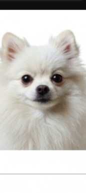 Вязка шпиц померанский