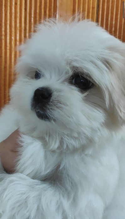 Шикарні цуценята Мальтезе