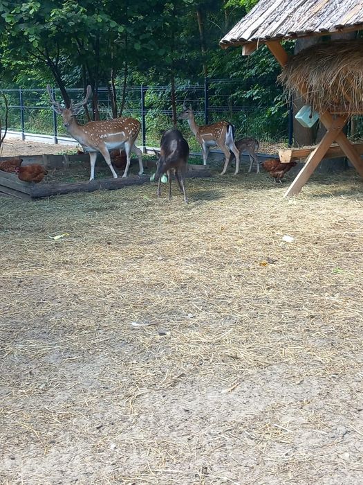 Samica Daniela łania czarna, brązowa polecam