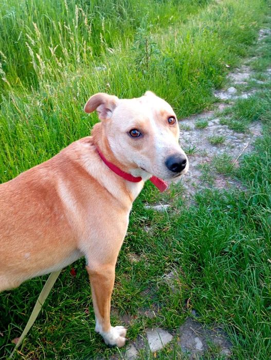 Собачка Лілі шукає дім