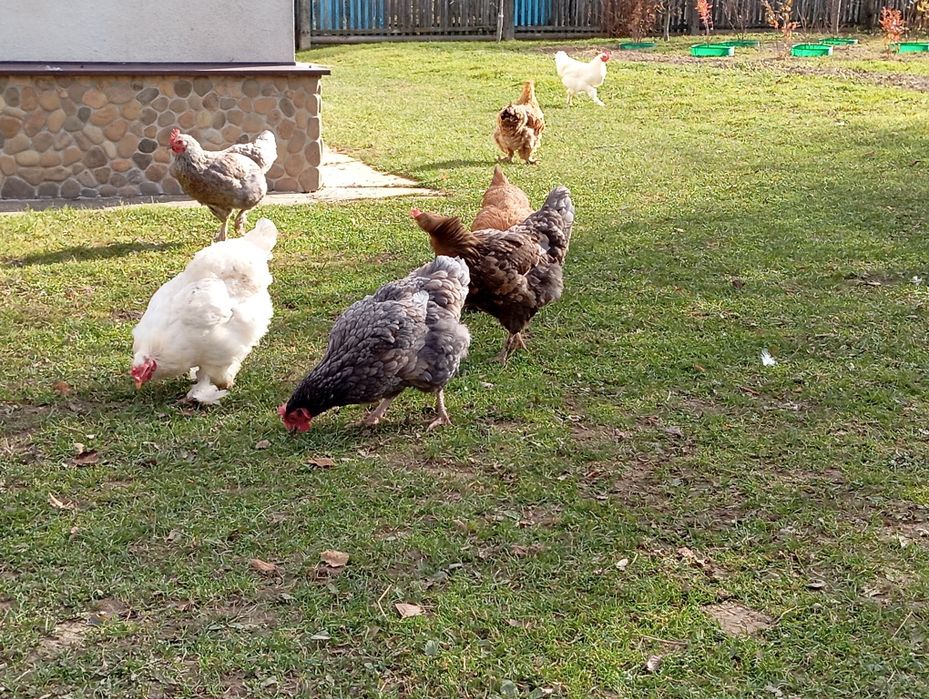 Кури домашні молоді