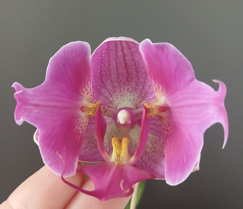 Орхідея триліпс продам