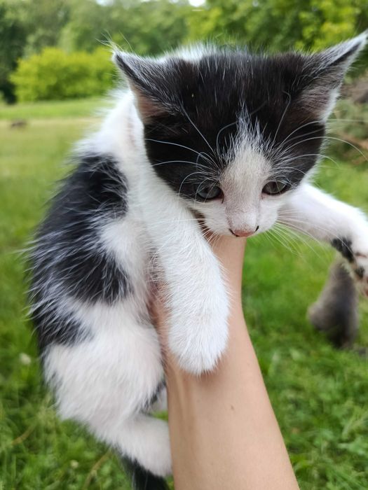 Котики шукають своїх господарів, віддам в добрі руки