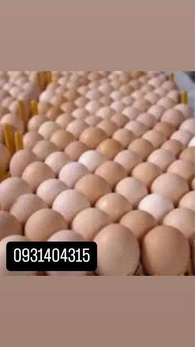 інкубаційне яйце Мʼясо яєчні