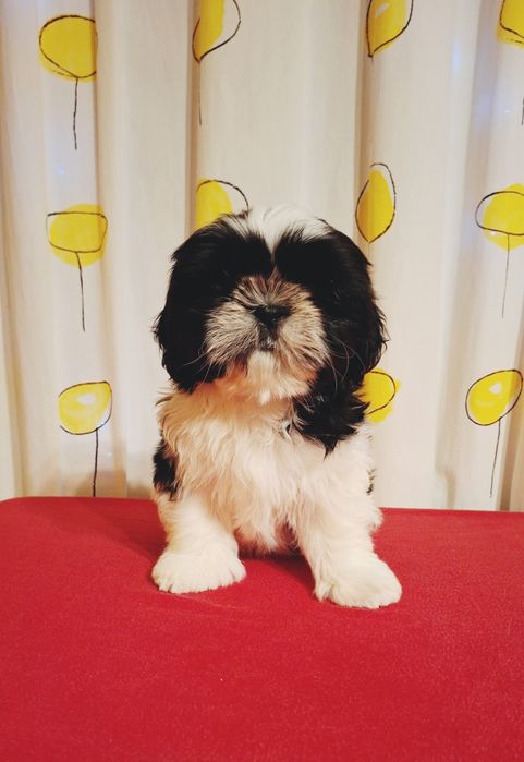 Ши тцу хлопчик з документами КСУ