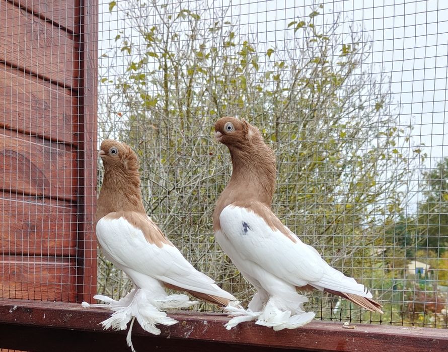 Gołębie ozdobne Sroczka Polska