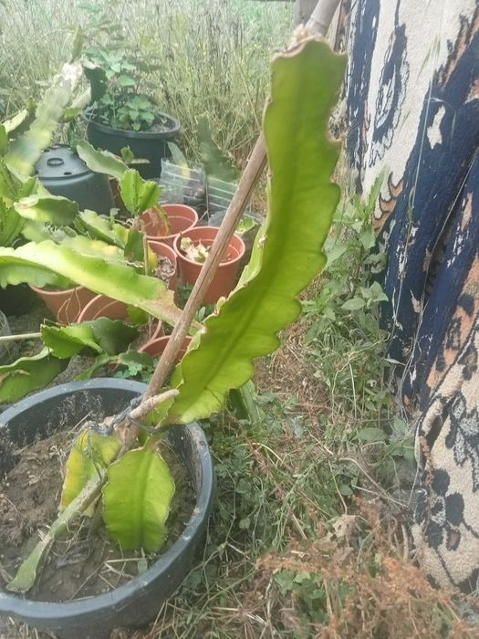 Pitaya para venda