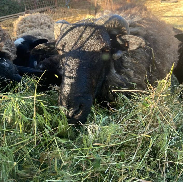 Продам вівці барани та  ягнята романівські