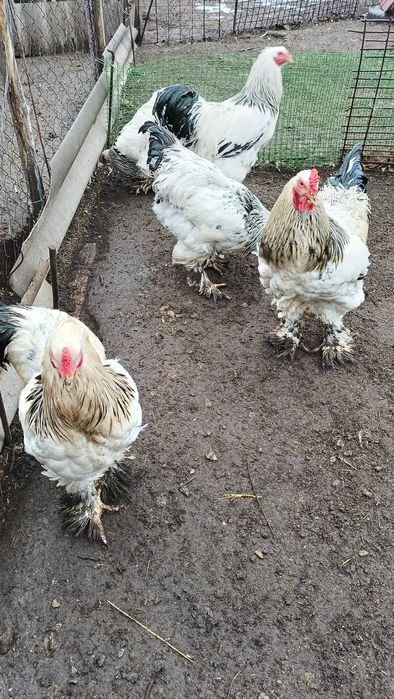 Продам півнів боами