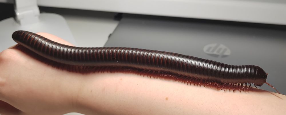 Afrykański krocionóg olbrzymi wij Archispirostreptus gigas