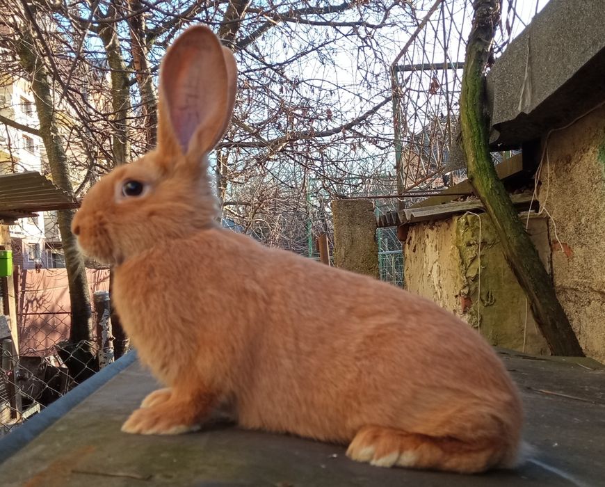 Молодь бургундії.