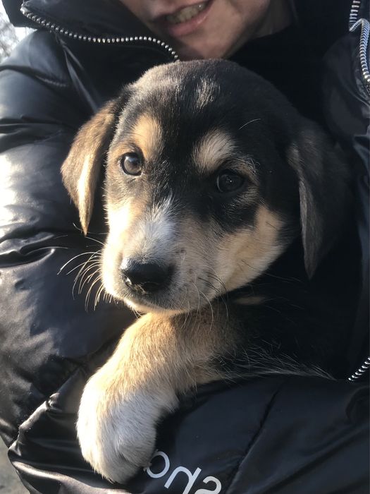 Цуценята, собачки, красунчики в добрі ручки!