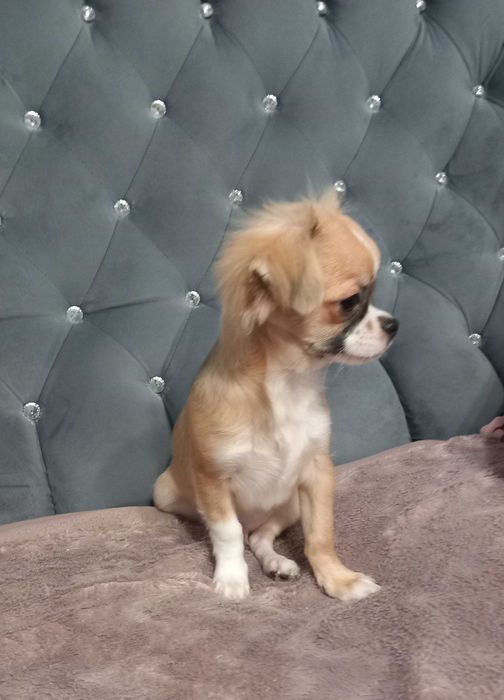 Piesek Chihuahua