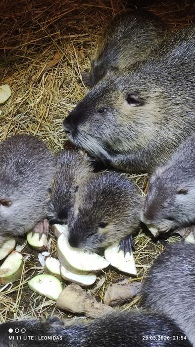 Круті, ручні тварини!