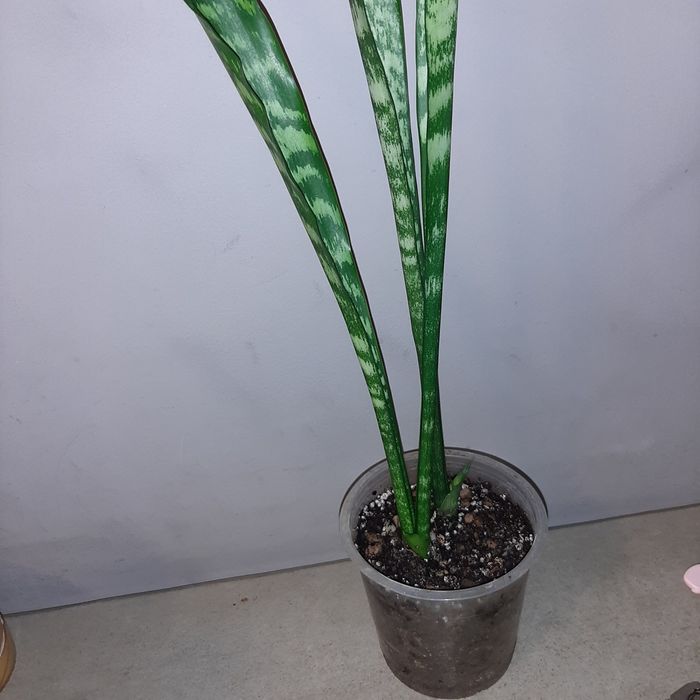 S. Black Coral , Black Coral