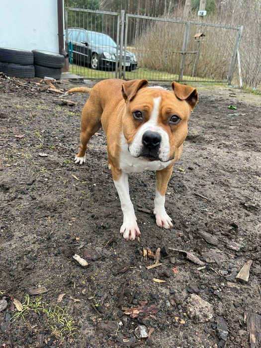 Oluś amstaff do adopcji