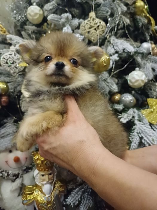 Мала дівулічка у продажу