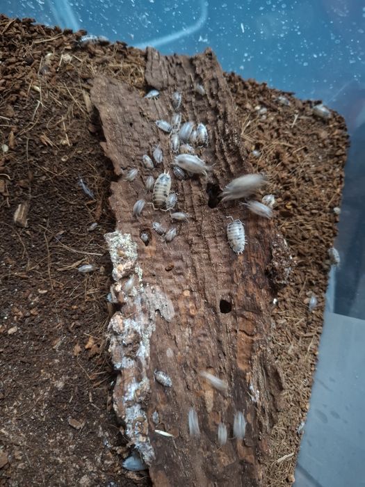 Isopody Porcellio laevis dairy cow