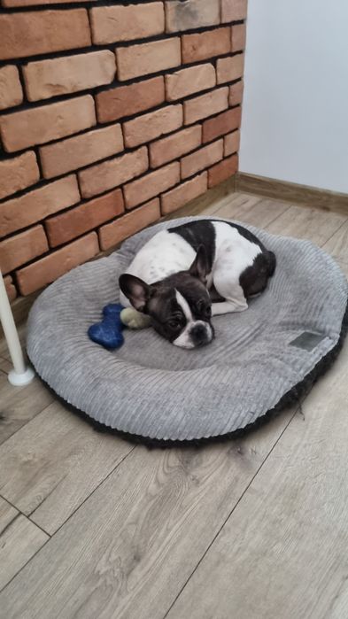 Buldog Francuski Suczka 2 Letnia.