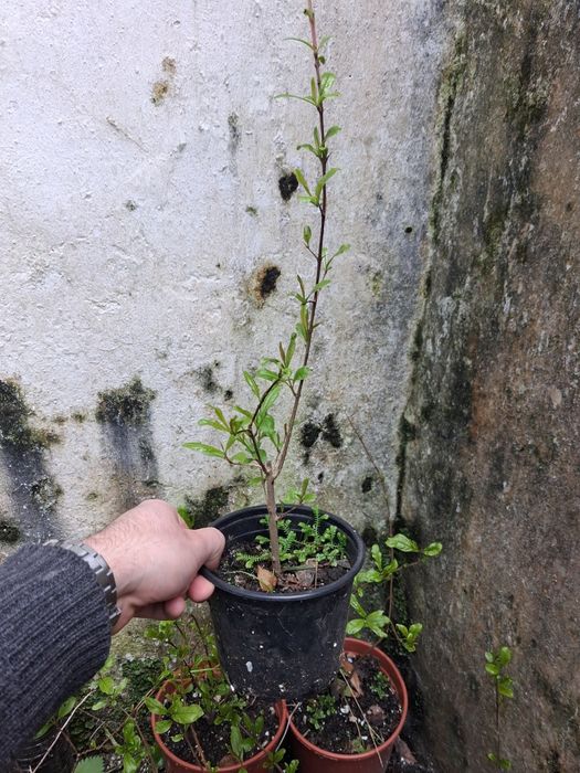 Romanzeira/ romanzeiras