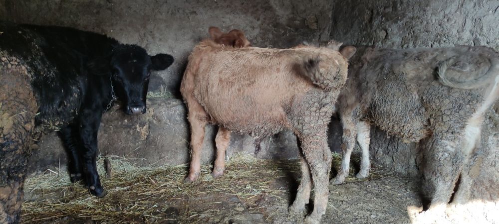 Продам крс на постоянной основе!